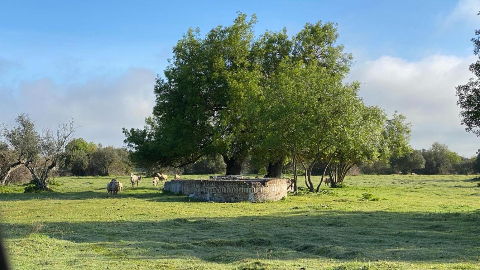 Quinta Da Amendoeira - Evora - The Farmhouse Buitenkant foto